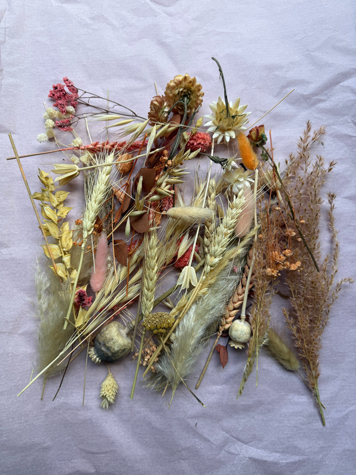 Offcut Dried Flowers - Pampas Tallo