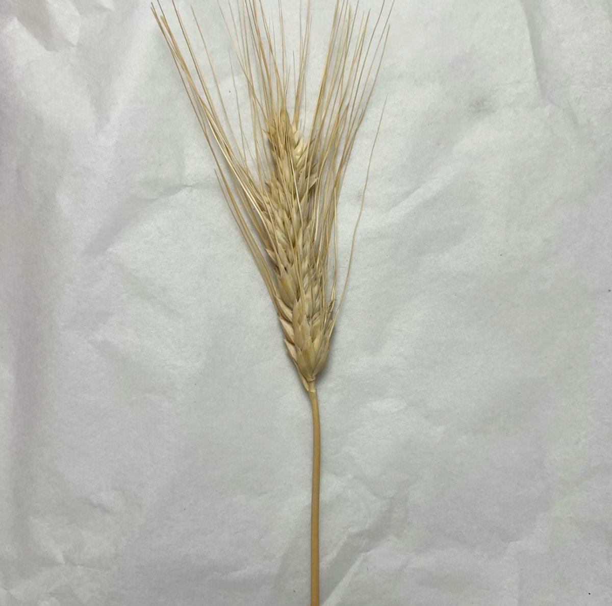 Offcut Dried Flowers - Pampas Tallo