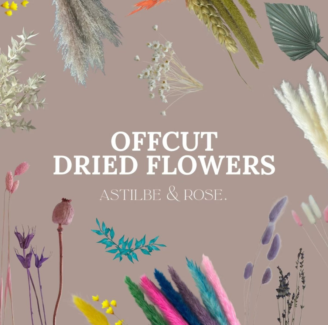 Offcut Dried Flowers - Pampas Tallo