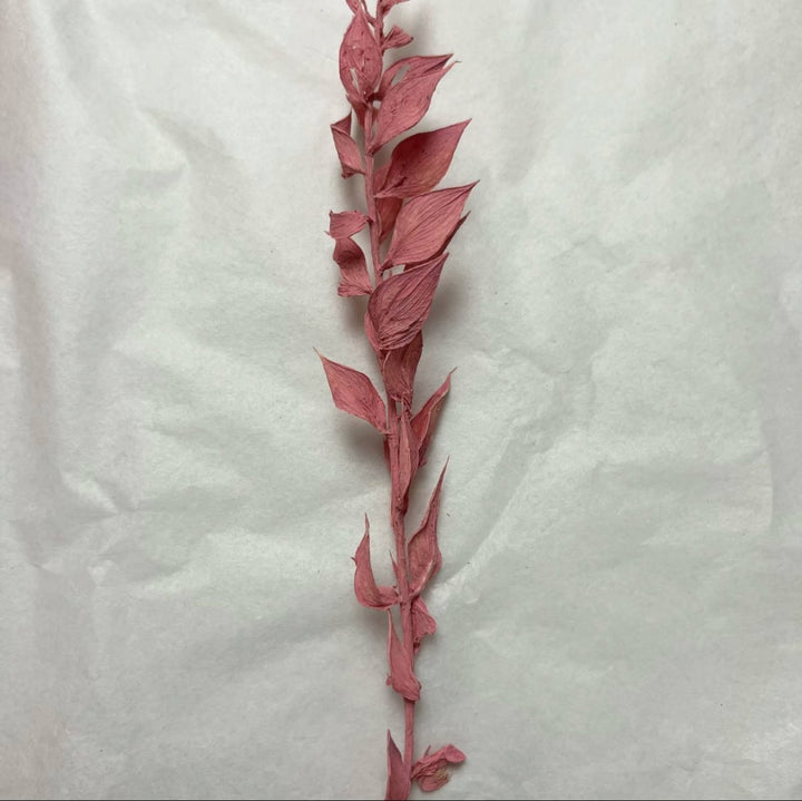 Offcut Dried Flowers - Pampas Tallo
