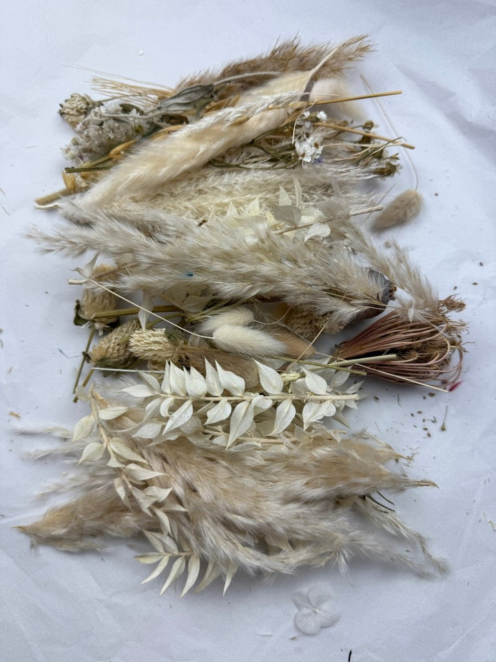 Offcut Dried Flowers - Pampas Tallo