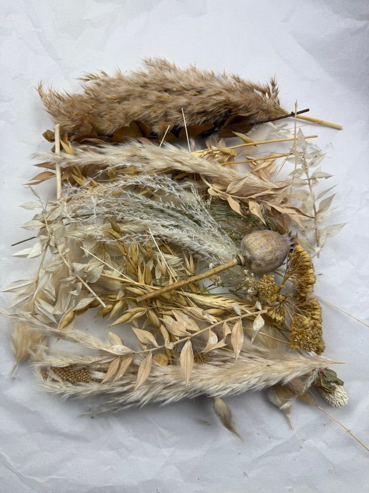Offcut Dried Flowers - Pampas Tallo