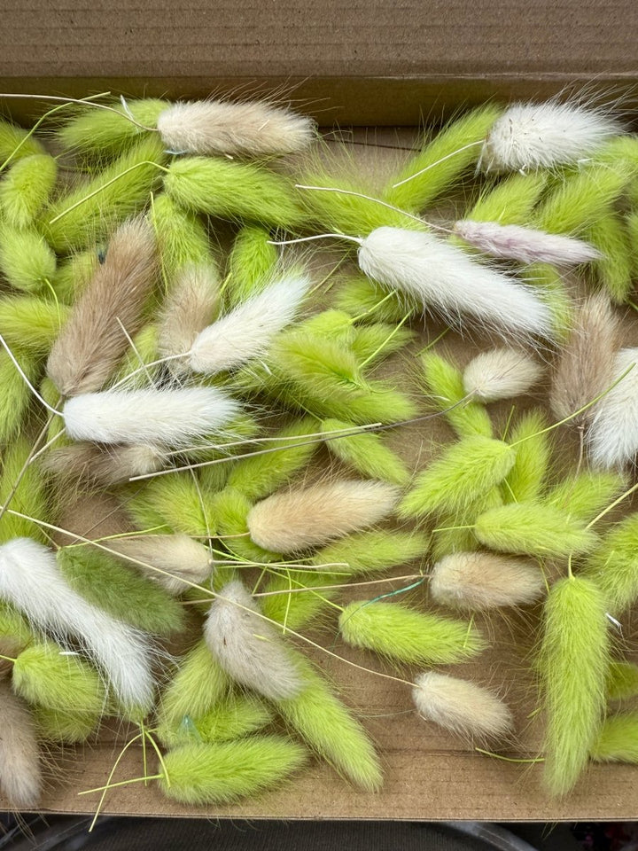 Offcut Dried Flowers - Pampas Tallo