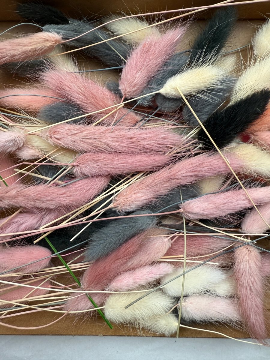 Offcut Dried Flowers - Pampas Tallo