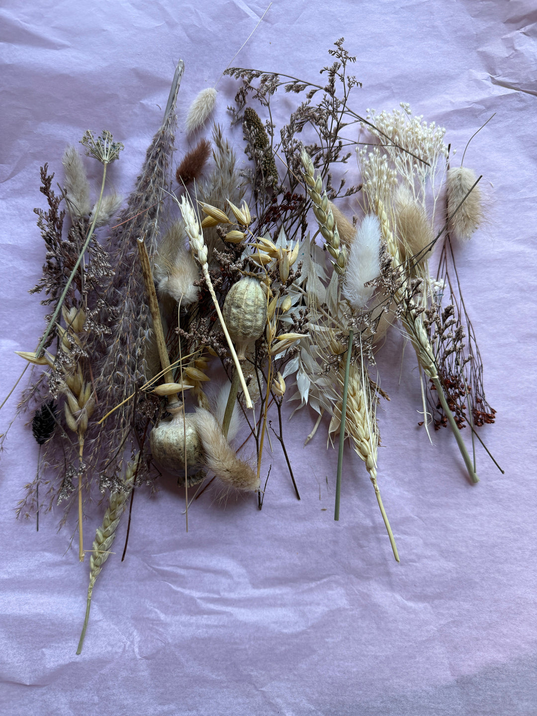 Offcut Dried Flowers - Pampas Tallo