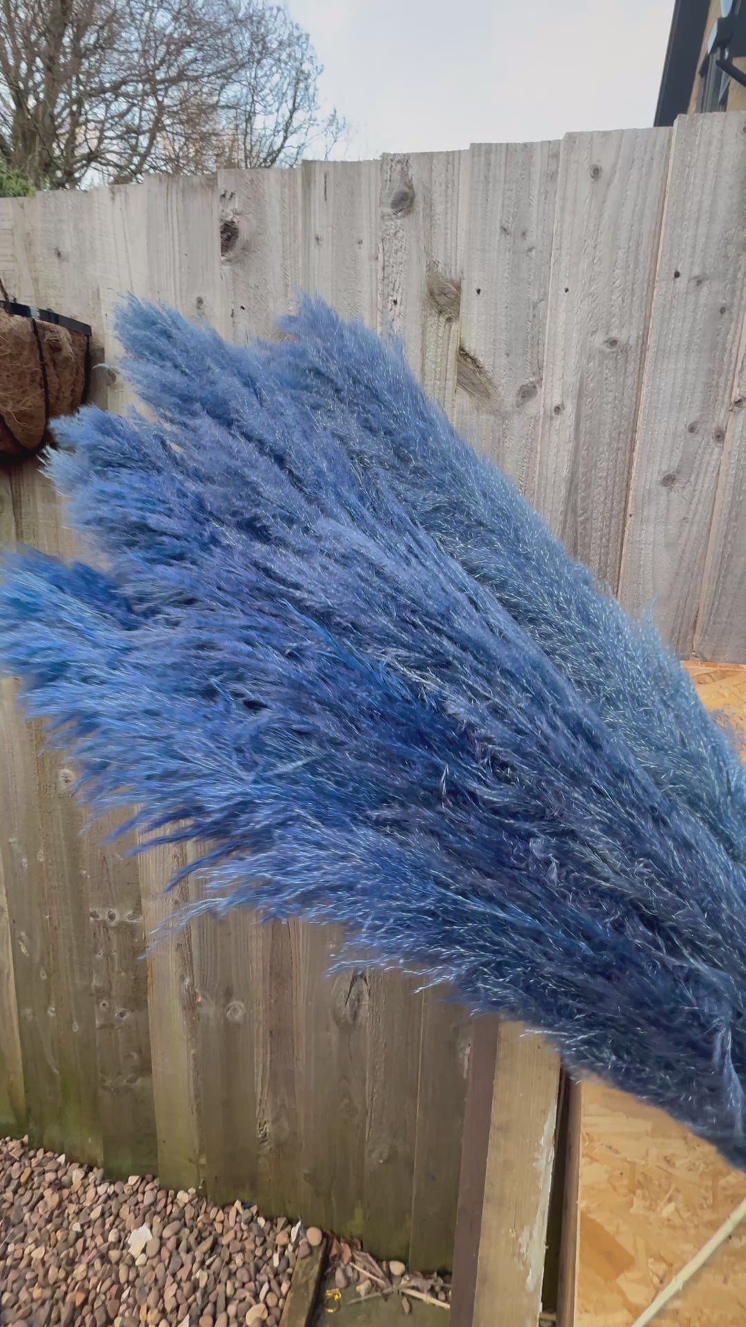 Blue Pampas Grass