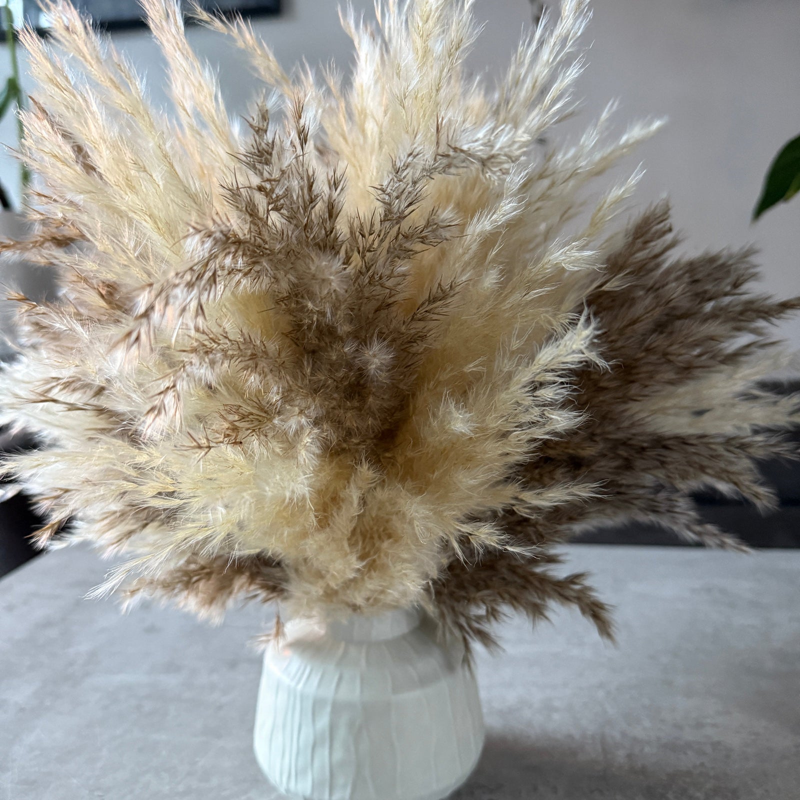 Tallulah Dried Flower Arrangement | Cream & Natural Fluffy Pampas Grass - Pampas Tallo