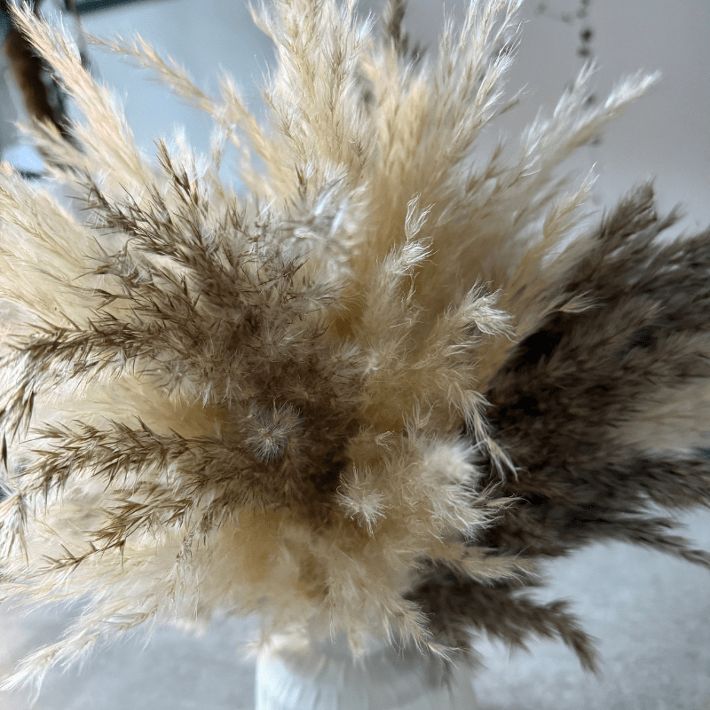 Tallulah Dried Flower Arrangement In Cream & Natural Fluffy Pampas Grass - Pampas Tallo
