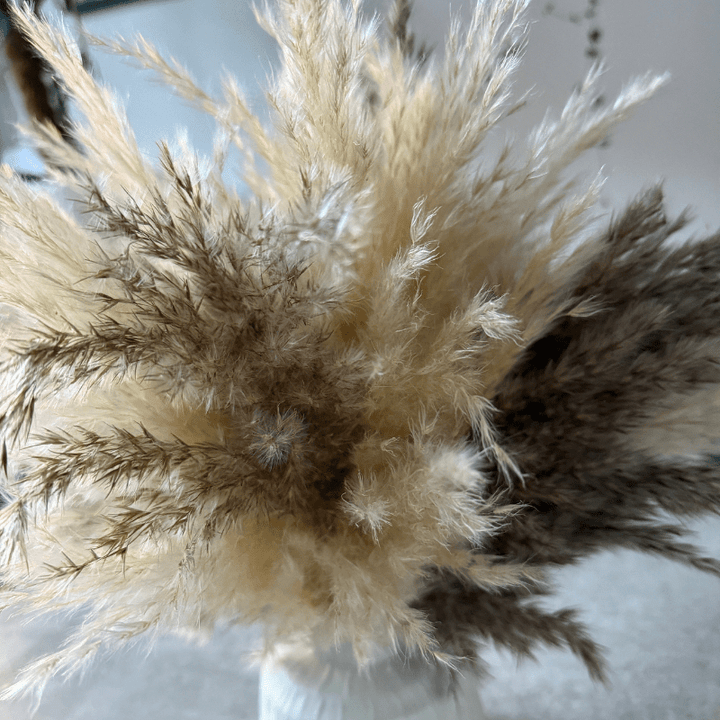 Tallulah Dried Flower Arrangement In Cream & Natural Fluffy Pampas Grass - Pampas Tallo