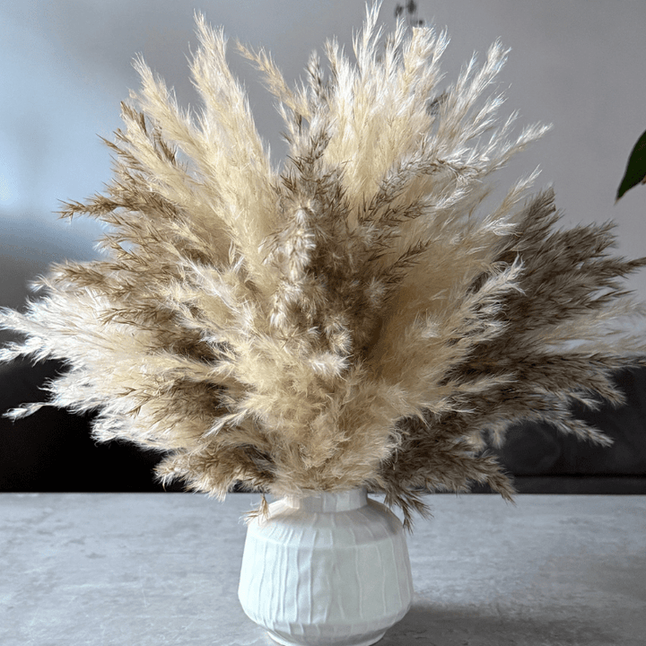 Tallulah Dried Flower Arrangement In Cream & Natural Fluffy Pampas Grass - Pampas Tallo