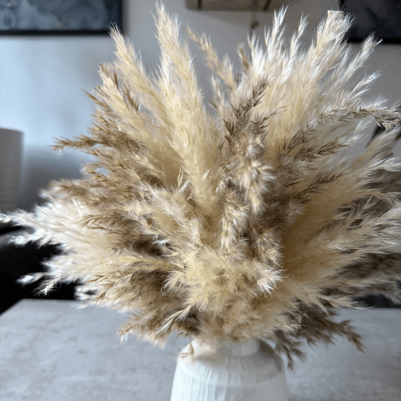 Tallulah Dried Flower Arrangement In Cream & Natural Fluffy Pampas Grass - Pampas Tallo