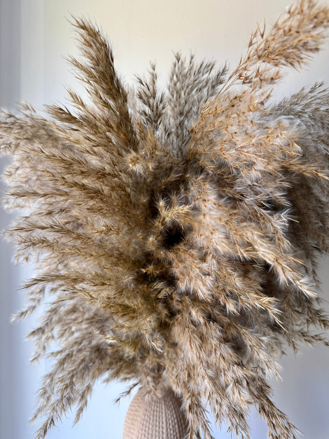 Textured Vase &amp; Pampas Reed - Pampas Tallo