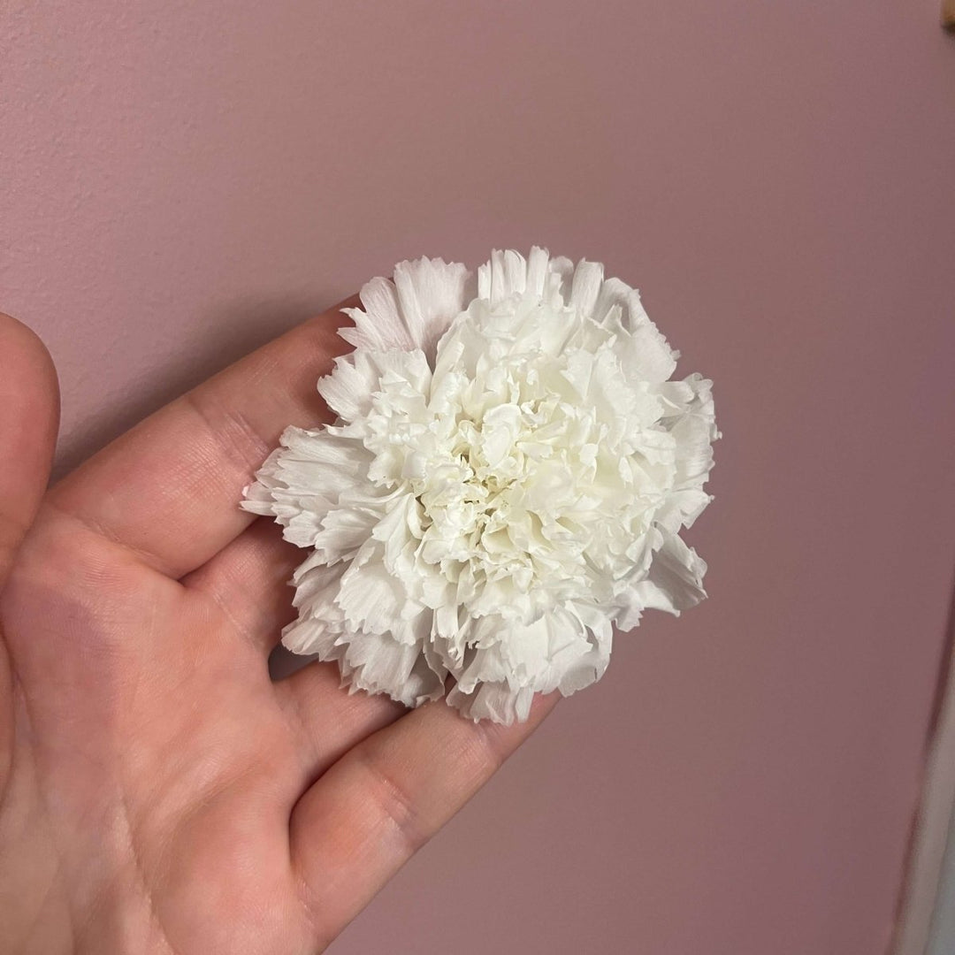 The Preserved Dried Carnation Collection - Pampas Tallo