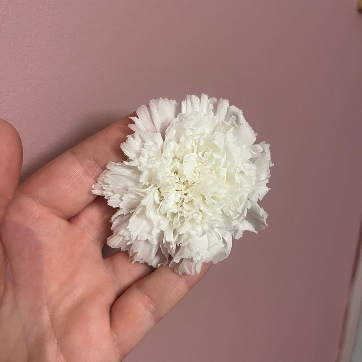 The Preserved Dried Carnation Collection - Pampas Tallo