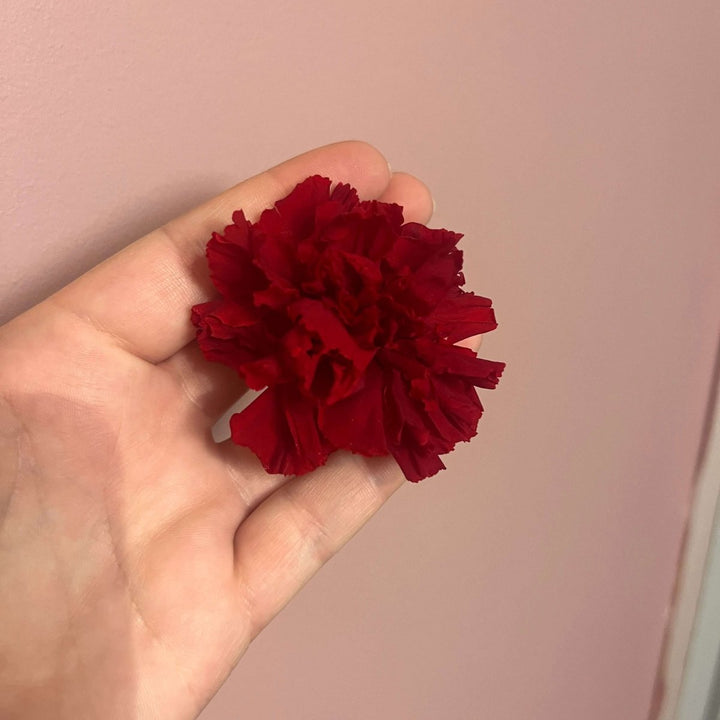 The Preserved Dried Carnation Collection - Pampas Tallo