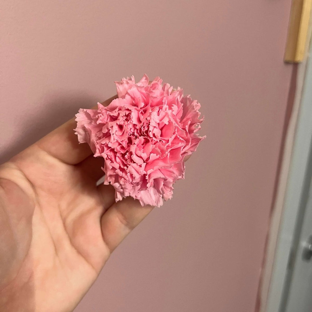 The Preserved Dried Carnation Collection - Pampas Tallo