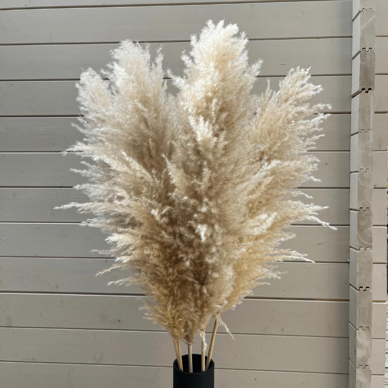 XL Extra Fluffy Pampas Grass In Cream - Pampas Tallo