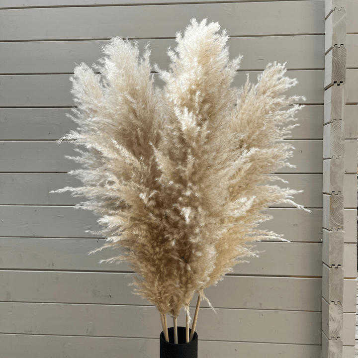 XL Extra Fluffy Pampas Grass In Cream - Pampas Tallo