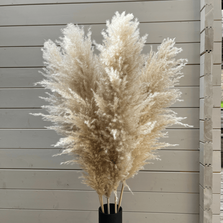 XL Extra Fluffy Pampas Grass In Cream - Pampas Tallo