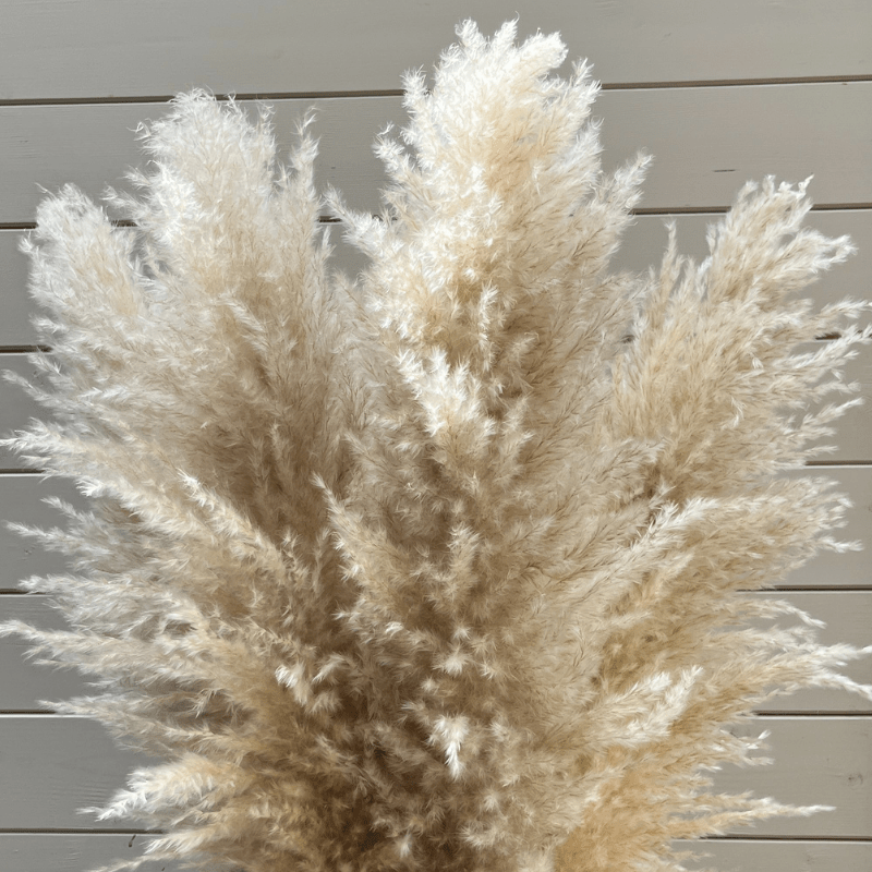 XL Extra Fluffy Pampas Grass In Cream - Pampas Tallo