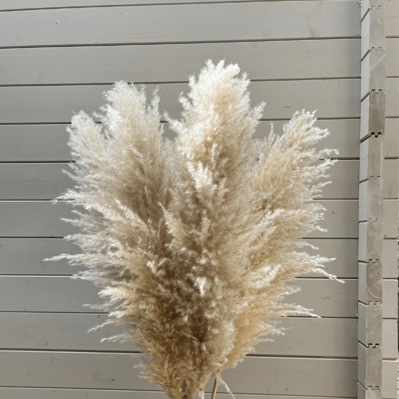 XL Extra Fluffy Pampas Grass In Cream - Pampas Tallo
