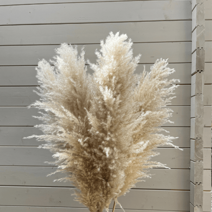 XL Extra Fluffy Pampas Grass In Cream - Pampas Tallo