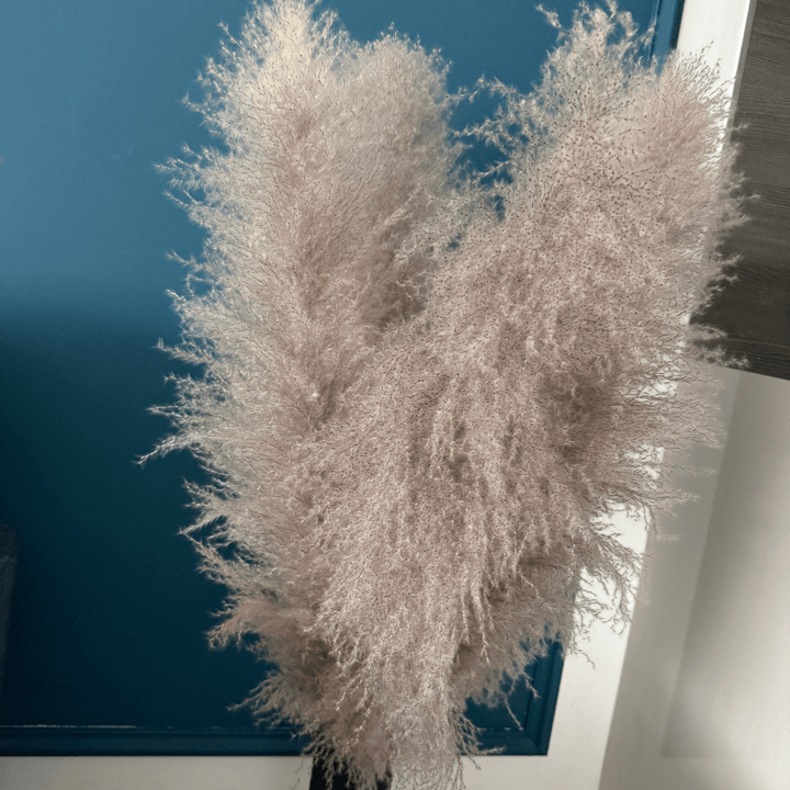 XL Extra Fluffy Pampas Grass In Grey - Pampas Tallo