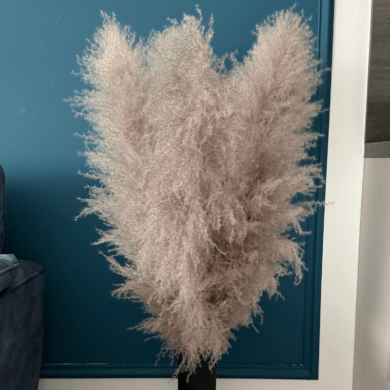 XL Extra Fluffy Pampas Grass In Grey - Pampas Tallo