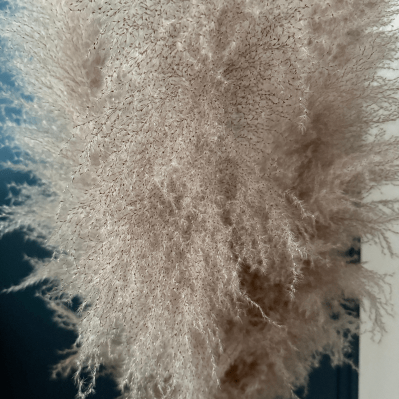 XL Extra Fluffy Pampas Grass In Grey - Pampas Tallo