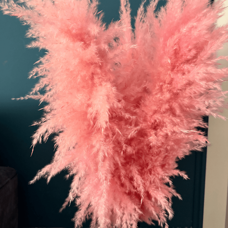 XL Extra Fluffy Pampas Grass In Pink - Pampas Tallo