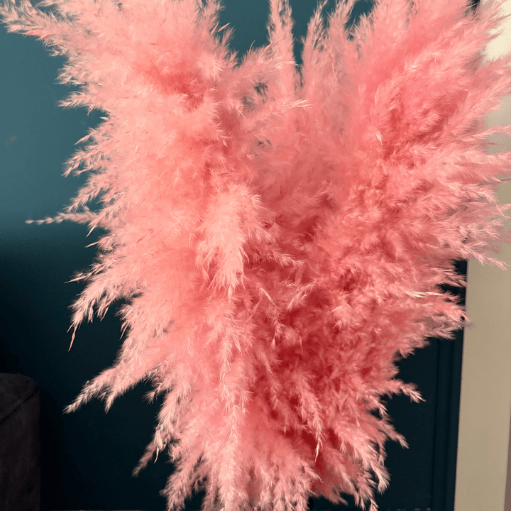 XL Extra Fluffy Pampas Grass In Pink - Pampas Tallo
