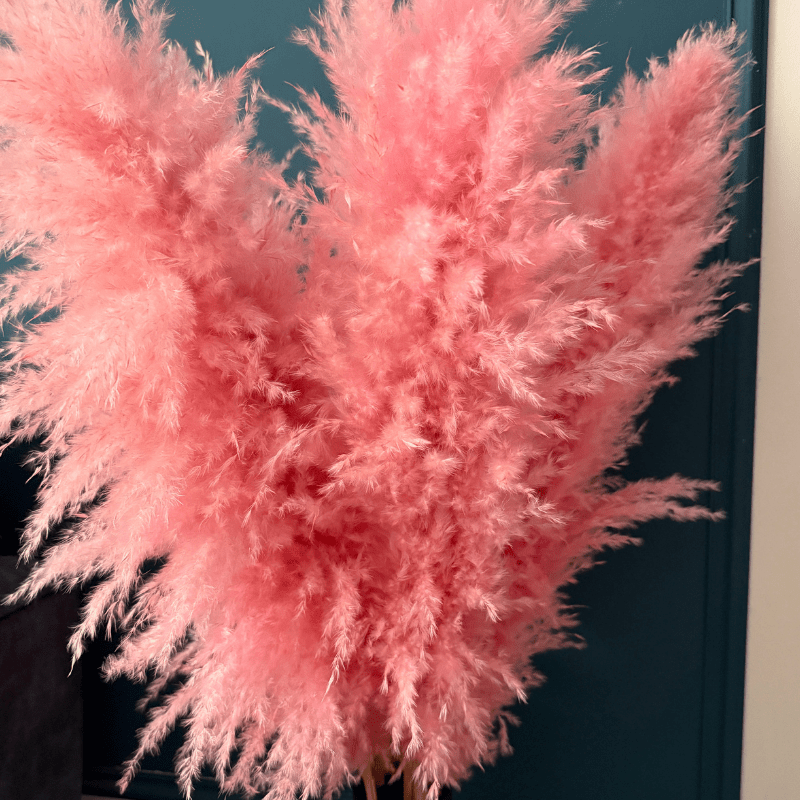 XL Extra Fluffy Pampas Grass In Pink - Pampas Tallo