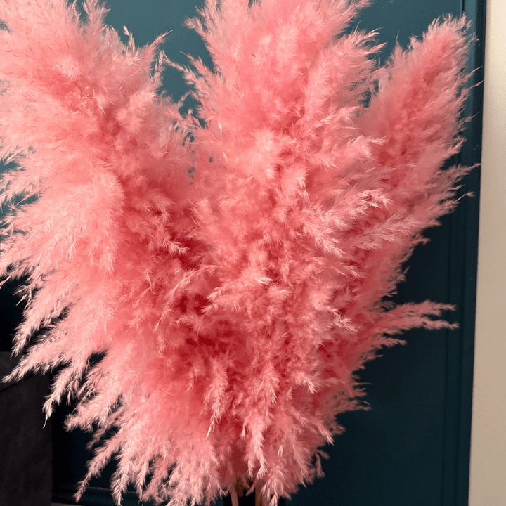 XL Extra Fluffy Pampas Grass In Pink - Pampas Tallo